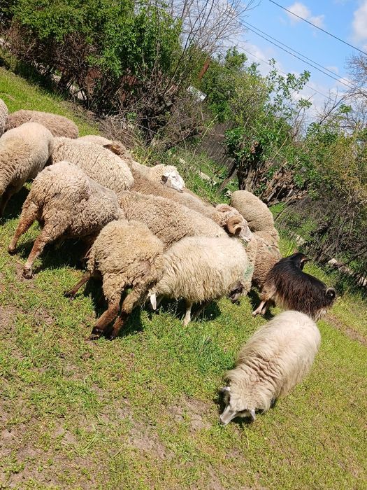 Vand 14 oi si 4 berbeci