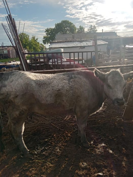 Корова с теленком