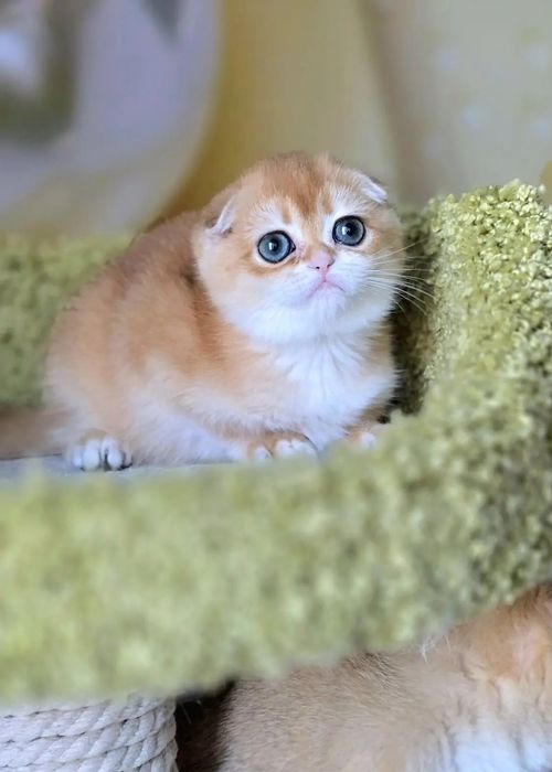 Скоттиш фолд страйт хайленд золотой окрас, шотландские вислоухие котят