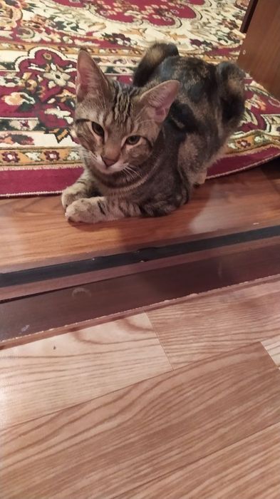 Отдам в хорошие руки, пародистый кот, домашний и игривый, 6 месяцев