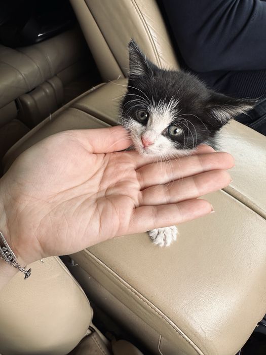 Отдам котенка в добрые руки