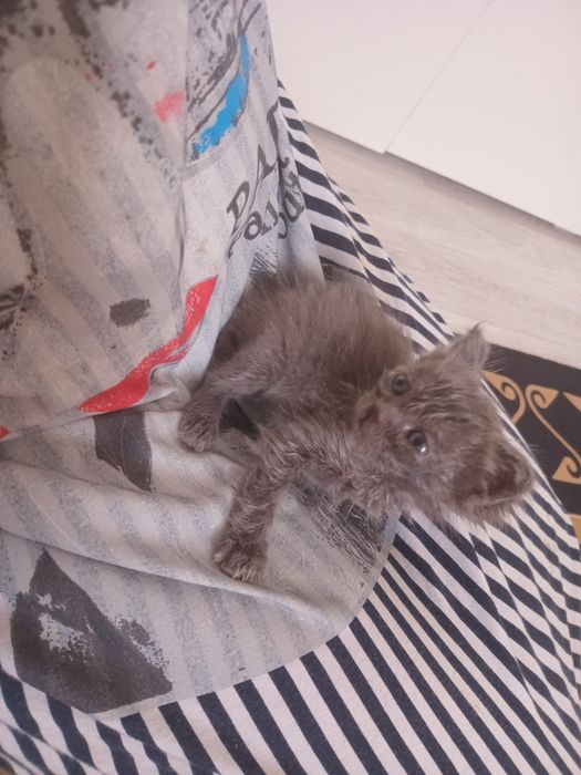 Котенок британец  1мес девочка