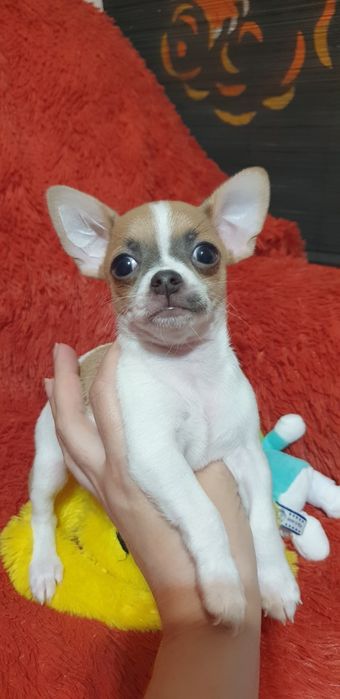 Щенок чихуахуа мальчик