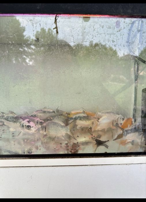 Pesti de iaz koi,Caras auriu