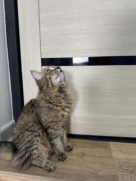 Отдам кошку в добрые руку