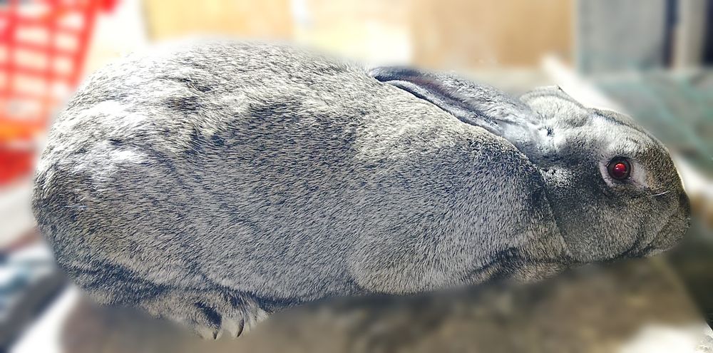 Продам самок-крольчих