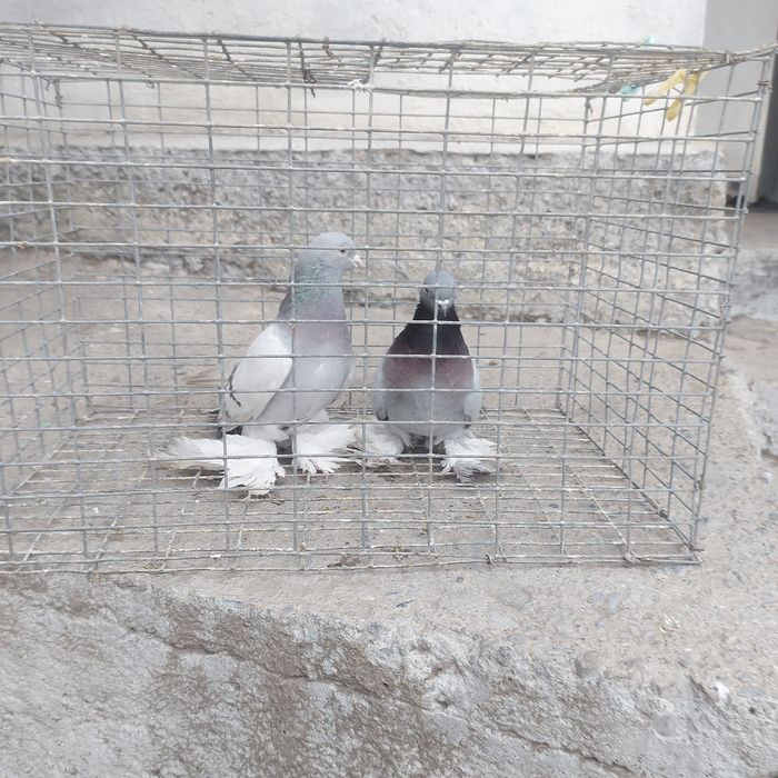 Уди самец тяга 15 20 метров