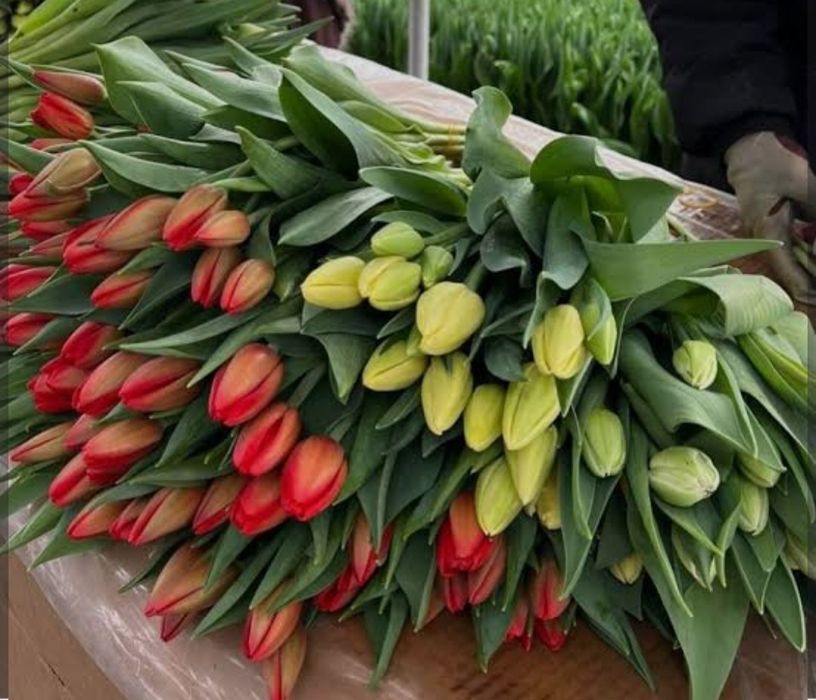 Тюльпаны к 8 марта.
Тюпаны