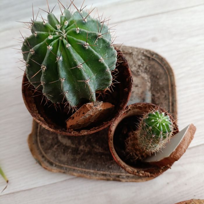 Кактусы хлорофитум сансевьера