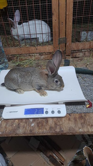 Tineret uriaș german