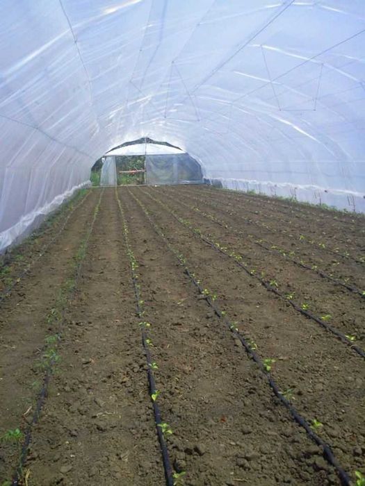 Vând 3 Solarii Profesionale 8x32m–Arcade tip Fermă(Duble)–H- 3.5m