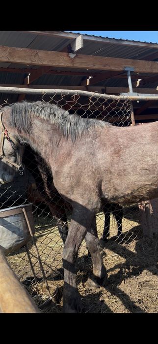 Продам жеребца/ айғыр