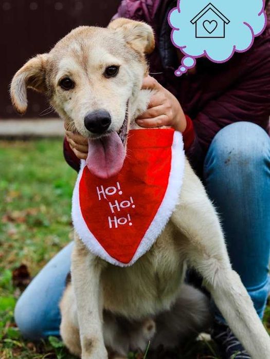 Catel,talie medie,5 ani, sterilizat, pentru adoptie responsabila