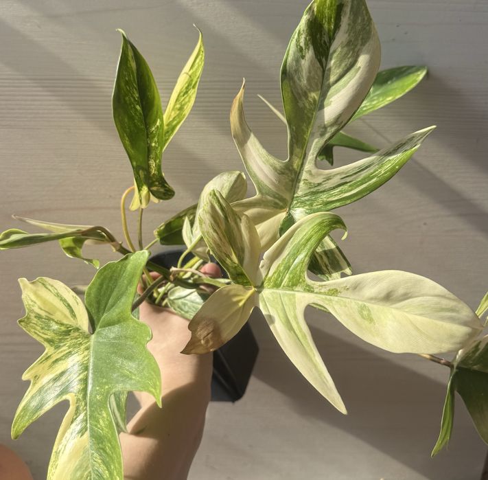 Продам комнатные растерия