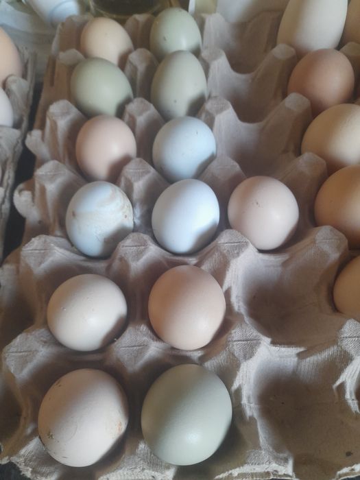 Oua fara colesterol oua de consum de casa de gaina bio organice