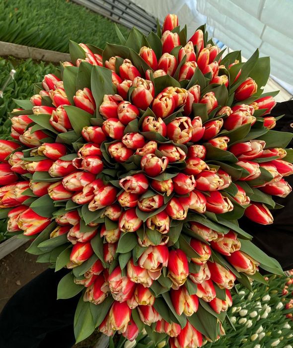 Тюльпаны к 8 марта