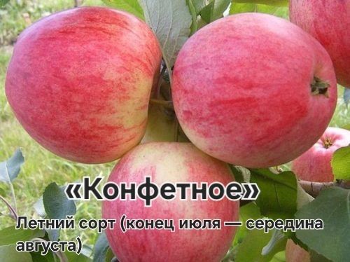 Саженцы плодовых деревьев