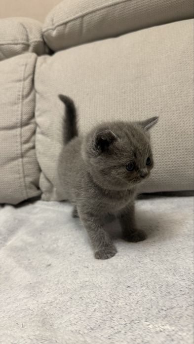 британски късокосмести котенца