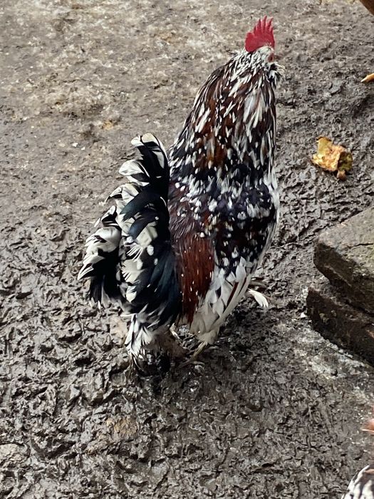 Vand cocosi liliputi