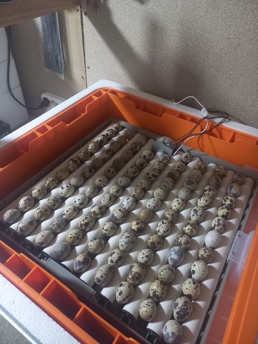 Продам инкубатор