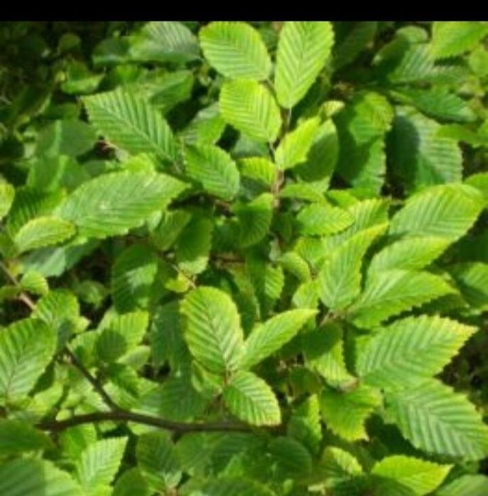 Puieti de fag,carpen,ulm,paltin,etc