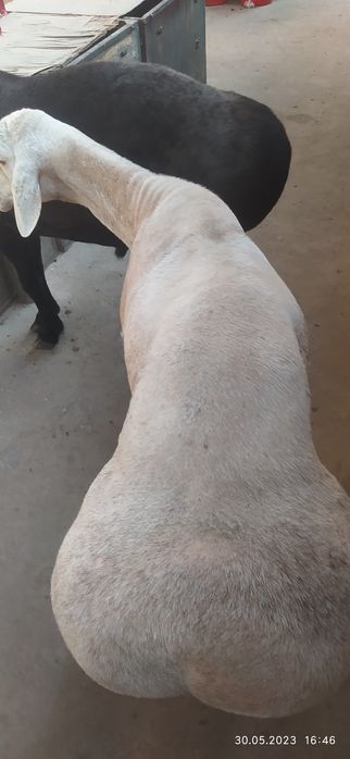 Qóchqor qoylar bor qurbonlik uchun