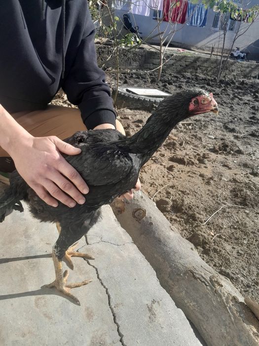 Qora Mokiyon,Dakan tavuq sotiladi