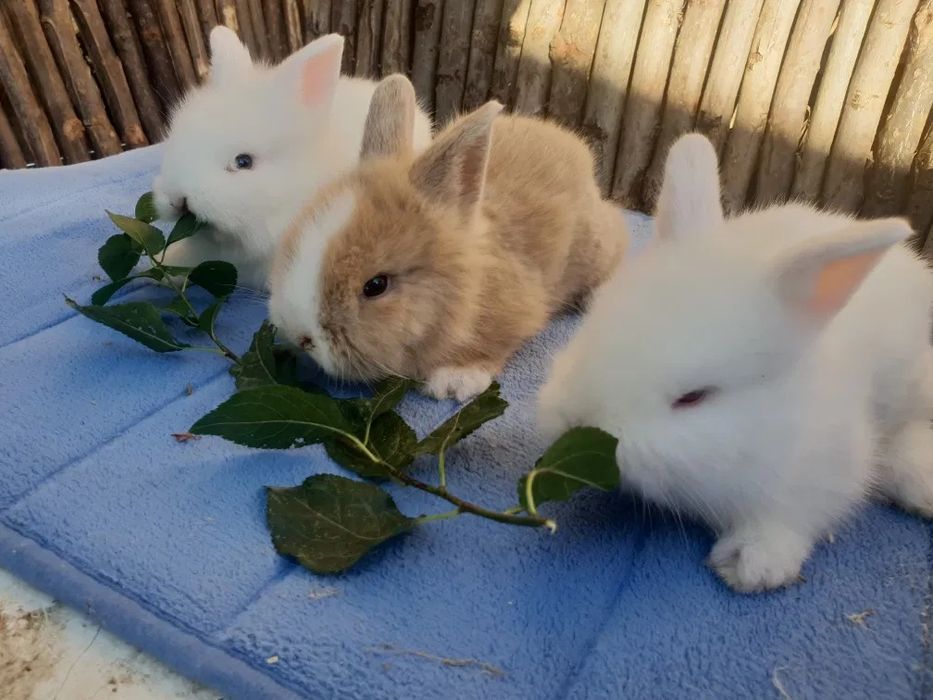 De vanzare Iepurași drăgălași