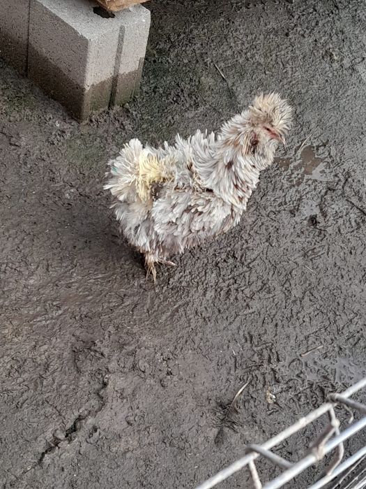 Găini și cocoși strumski