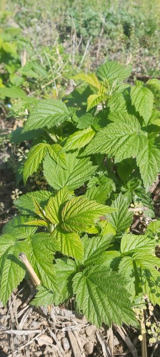 Малина сорт ПАЛАНА