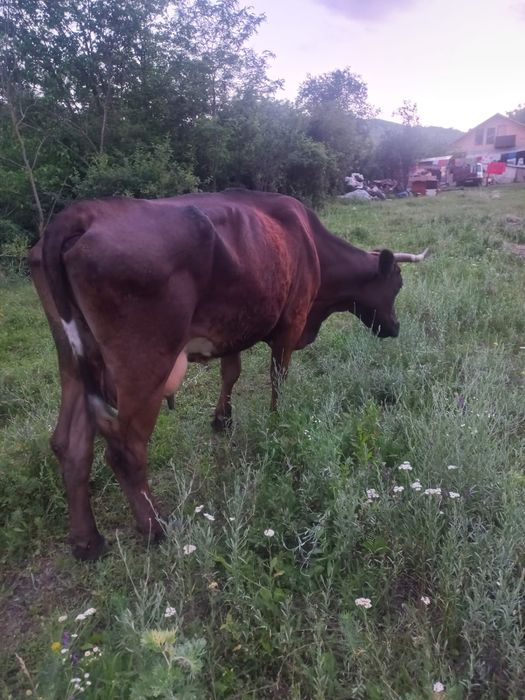 Vand vaca de lapte