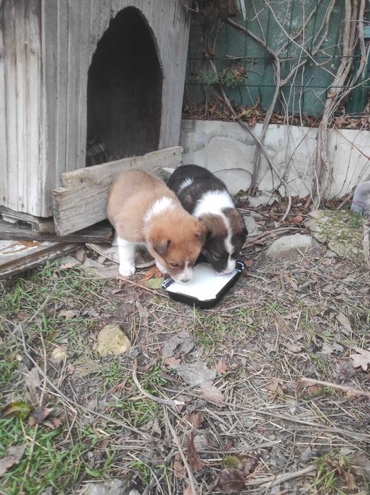 Кученца търсят дом