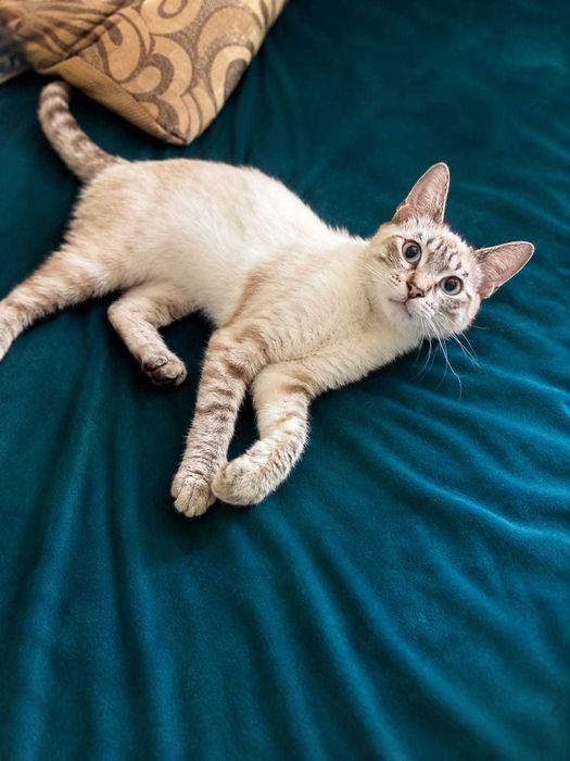 Очаровательный котик ищет дом