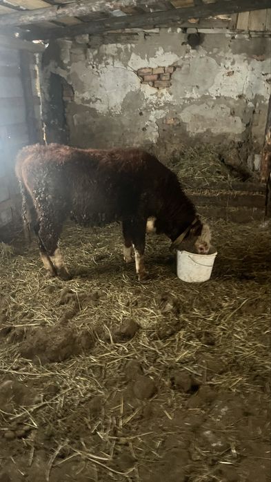 Животные бычок 1год