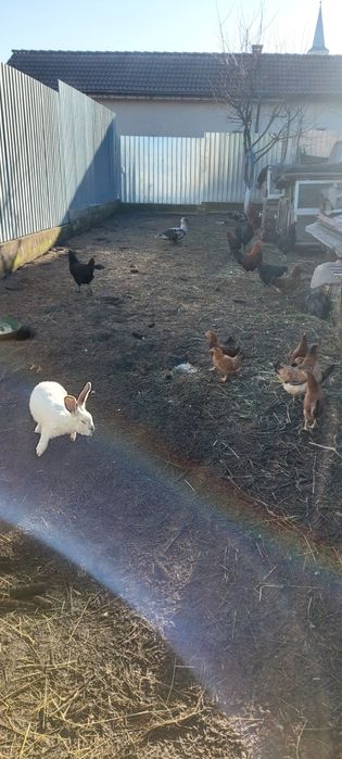 Vand iepuri și rate mute