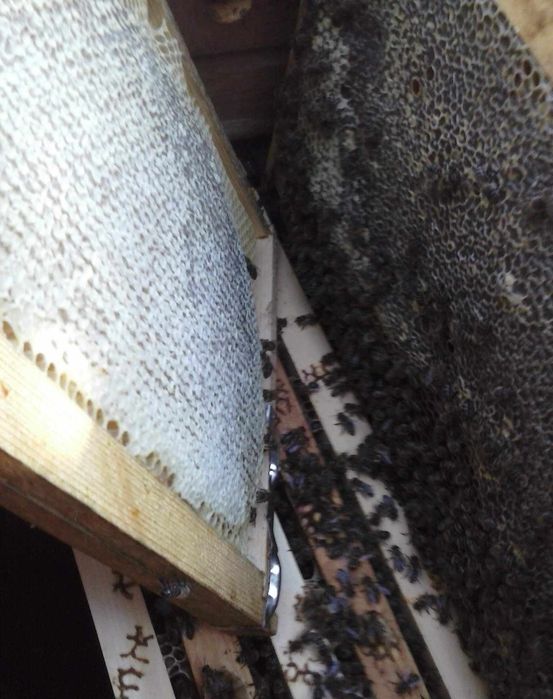 Продавам натурален полифлорен пчелен мед мана + магарешки бодил