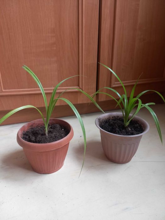 Продам комнатные цветы