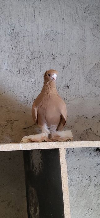 Голубий валерные