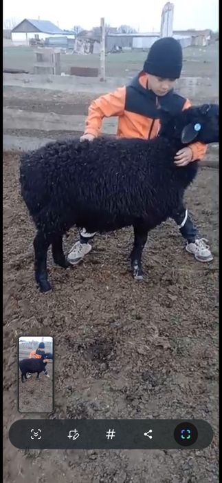 Кошкар 4-5 месяцев