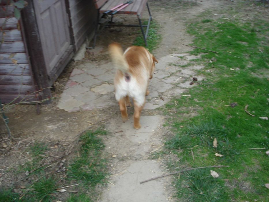 Donez caine SHARP PEI