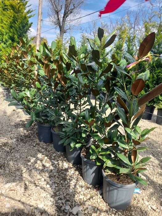 Amenajări grădini Leylandii photinia  Evudimus  Prunus