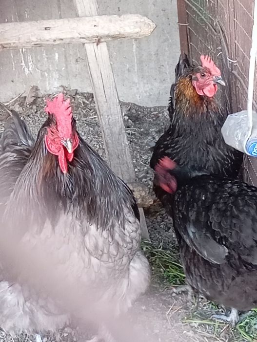 Продам домашних кур и цыплят