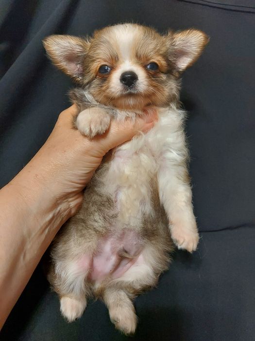 Продаю щенка чихуахуа