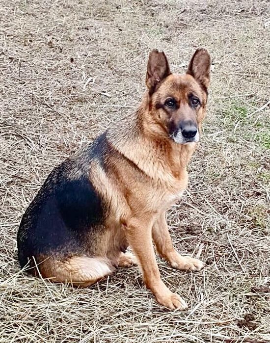 Щенки немецкой овчарки