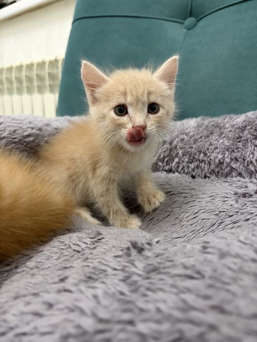 Котенок деврчка ищет дом