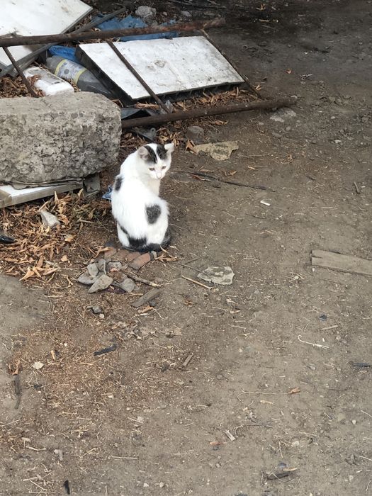 Котята. В количестве 9 штук
