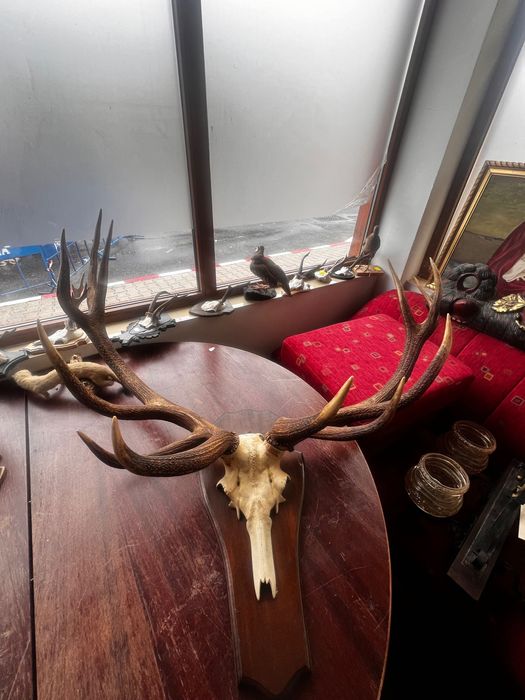 Coarne cerb (trofeu) germania