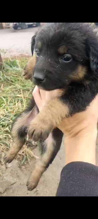 Щенки в кыргаулды