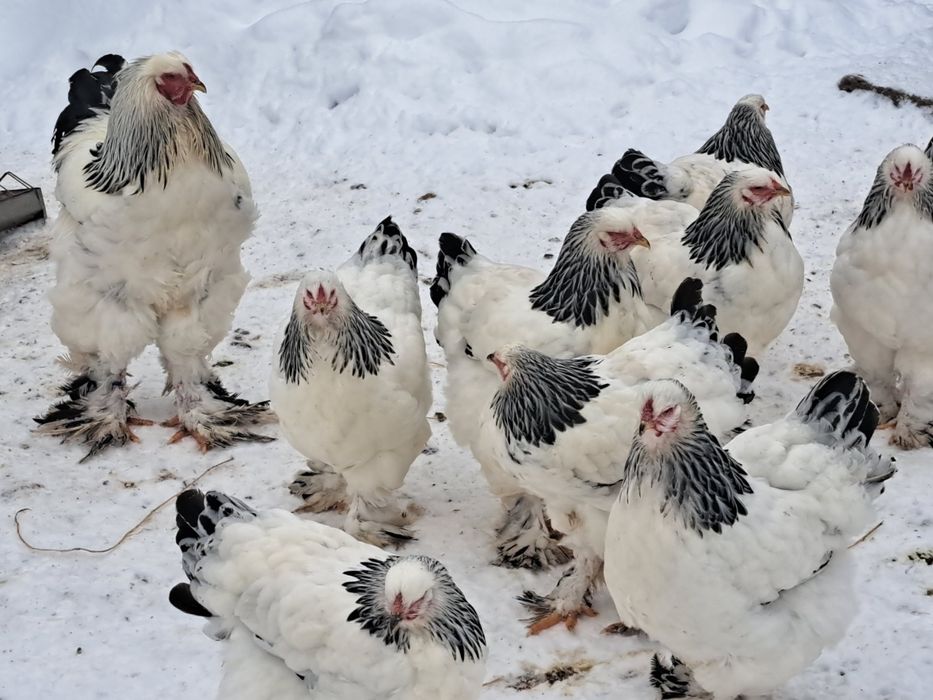 Vand oua incubat brahma hd