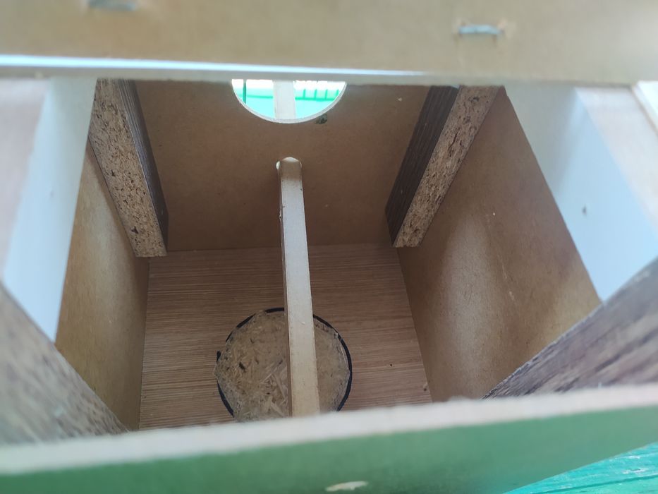 Valnisti papugay ini bilan